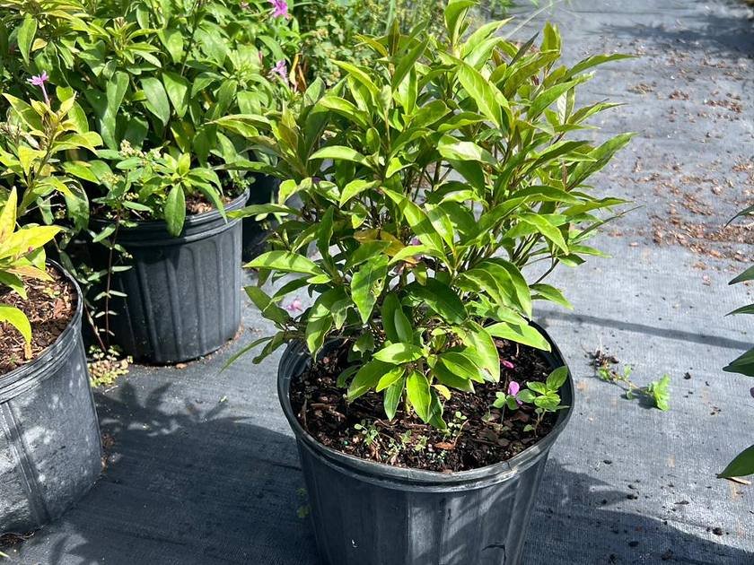 Nursery stock staged and ready for a plant installation project in Miami-Dade