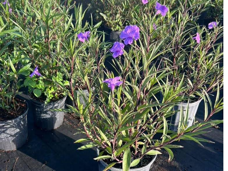 Established landscape planting stock in the growing rows at Green Nursery, Miami-Dade