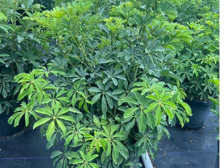 Nursery stock growing through the wet season at Green Nursery LLC, Miami-Dade
