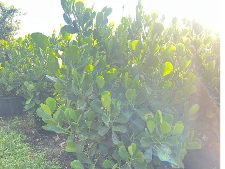 Container-grown nursery stock staged for delivery at Green Nursery LLC in Miami